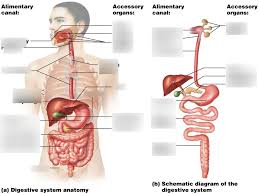 A P Chapter 23 Digestive System Diagram Quizlet