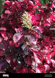 Image result for Iresine