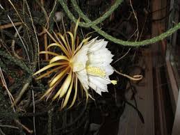 Image result for Hedythyrsus thamnoideus