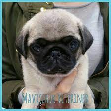 minik pug simdilik cok uslu pug kopek kopekyavrusu pug yavru kopek kopek