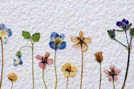 However, if your dried flowers end up turning brown in the drying process, you probably there are a few tricks you can use to preserve the color of your blossoms. How Do I Preserve The Colour In My Pressed Flowers Cottage Life