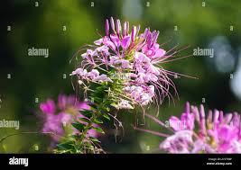 Image result for Cleome houtteana