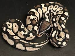 Pin On Snakes