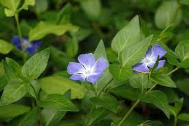 Growing Periwinkle Information On Planting Periwinkle In The Garden