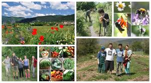 Hi all, i have been using the square foot gardening method for about 6 years now and really in my opinion, there is no other better way to grow fresh vegetables for your family. The Polyculture Market Garden Study Results From Year 4 2018 The Permaculture Research Institute