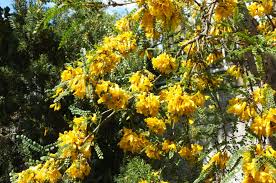 Image result for Sophora inhambanensis