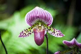Amazon Orchidea Tenyek Lady Slipper Orchid Rainforest Plants Beautiful Orchids