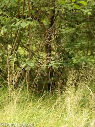 Image result for Avenella