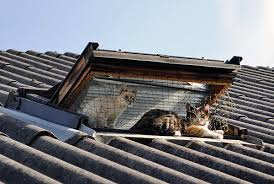 Http Farm7 Static Flickr Com 6226 6294926729 30b6943b65 Z Jpg Katze Balkon Katzen Katzennetz