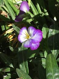 Image result for Thunbergia vogeliana