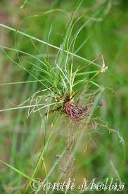 Image result for Isolepis sp.no.1
