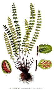 Image result for Asplenium trichomanes
