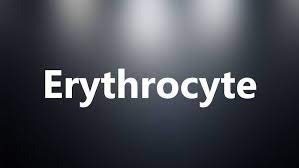 It also resulted in morphological changes in erythrocytes and significant decreases in haemoglobin concentrations. Erythrocyte Medical Meaning And Pronunciation Youtube
