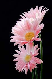 Lejardindutemps Beautiful Flowers Amazing Flowers Flowers Photography