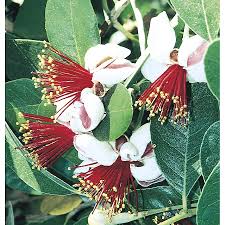 Image result for Feijoa sellowiana