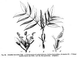 Image result for Englerodendron mengei