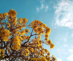 Kami menawarkan karangan bunga dari 39.00. Di Bawah Naungan Sakura Lokal Berwarna Kuning Bulir Jeruk