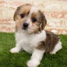 Very well socialized and handled by children. Shorkie Puppy For Sale Pet Zone Albany