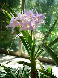 公園だより 草津市立 水生植物公園みずの森 指定管理者 近江鉄道ゆうグループ