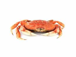 La chaire est beaucoup plus tendre que les surgelés. Crabe Qooq