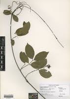 Image result for Landolphia buchananii