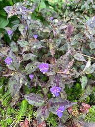 Image result for Tinnea galpinii