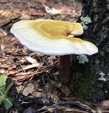 Image result for Ganoderma curtisii
