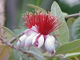 Image result for Feijoa sellowiana