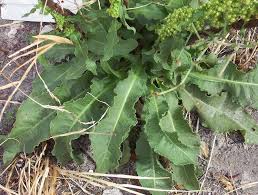 Image result for Rumex