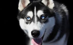 Check spelling or type a new query. Download Wallpapers Husky Dog With Blue Eyes White Gray Dog Pets For Desktop Free Pictures For Desktop Free