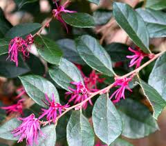 Image result for Rhaptopetalum