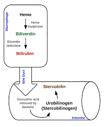 Jaundice Pre Intra Post Hepatic Management