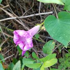 Image result for Hippocratea indica