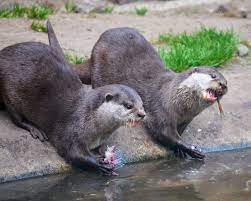 Wildlife Zoo Mammal Eat Fauna Animals Vertebrate Otter Mink Mustelidae Polecat 1237529 Jpg 3427 2738 Otter Zoo