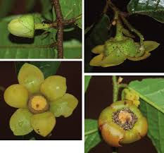 Image result for Uvaria welwitschii