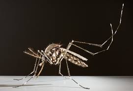 Tropische mücken wie die asiatische tigermücke und die asiatische buschmücke breiten sich in deutschland aus. Asiatische Tigermucke Insektenmodelle Julia Stoess