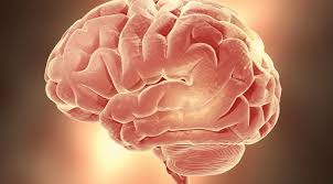 Image result for Brain Contusion