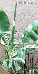 Share to twitter share to facebook share to pinterest. Musa X Paradisiaca Ae Ae Royal Variegated Banana Variegated Hawaiian Banana Sacred Banana Ae Ae Hybrid Plantain Banana Toptropicals Com