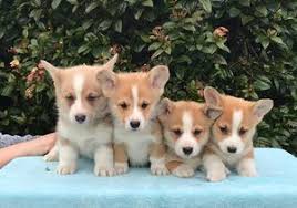 Dogs and puppies cats and kittens horses rabbits birds snakes. Corgi Puppies For Adoption The Y Guide