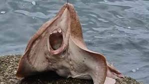 تعج تشون بوري العظيمة بالمعالم السياحية والمدن الشهيرة كمثل بتايا, تشونبوري. Ø§ØµØ·Ø§Ø¯ÙˆØ§ Ø³Ù…ÙƒØ© Ø«Ù… Ù„Ø§Ø°ÙˆØ§ Ø¨Ø§Ù„ÙØ±Ø§Ø± Ù‡Ø±Ø¨Ø§ Ù…Ù†Ù‡Ø§ Ù…Ù†ÙˆØ¹Ø§Øª Ø§Ù„Ø¨ÙŠØ§Ù†