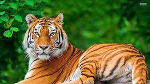 Tiger Animal 31 Hd Images Wallpapers Hd Image Wallpaper Pet Tiger Tiger Wallpaper Animal Wallpaper