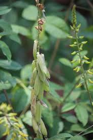 Image result for Crotalaria trichotoma