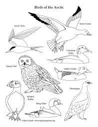 Arctic tern flat four color minimal icon set. Arctic Birds Coloring Page