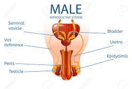 See more ideas about anatomy reference, anatomy, man anatomy. Male Reproductive System Detailed Mans Genitals With Designation Royalty Free Cliparts Vectors And Stock Illustration Image 120576483
