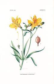 1923 Botany Print Alstroemeria Aurantiaca Peruvian Lily Etsy Botanical Drawings Botanical Illustration Flower Drawing