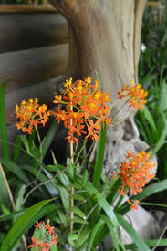 The flowers are waxy, very attractive orange colored flowers. Epidendrum Ibaguense Crucifix Orchid Orange