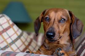 Fortunately, animal insurance may cover heartworm. Heartworm Treatment For Dogs An Expert Guide Vet Approved Advice