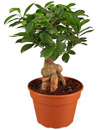 Toro matsuri beleuchteter garten zum 0171 547 15 28 info shikantaza bonsai hamburg de. Gartenkrone Feigen Bonsai Ficus Microcarpa Ginseng Im Kunststoff Kulturtopf Hagebau De