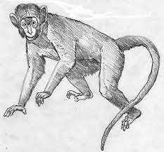 Pencil Drawings Of Monkeys Bing Images Drawings Animal Drawings Pencil Drawings