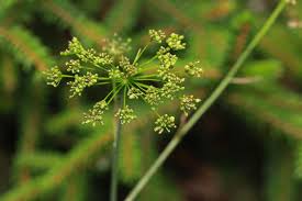 Image result for Pimpinella sp. A. of FZ 4: 594